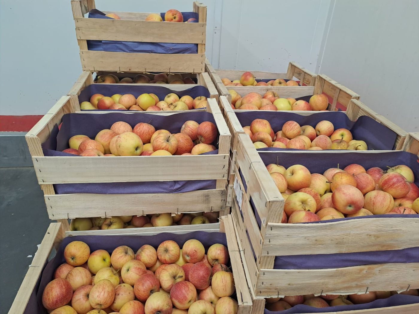 Caisses de pommes bio du collectif avant expédition