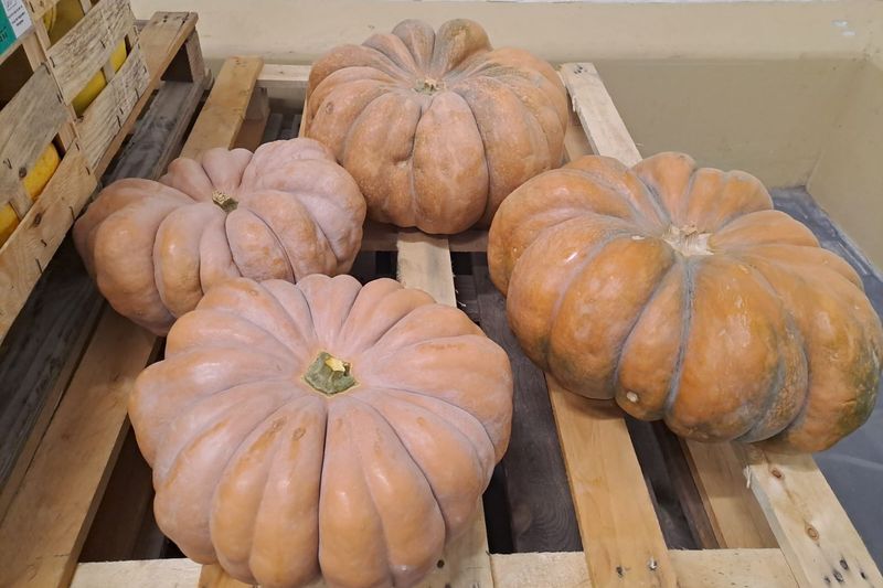 Grosses courges et citrouilles bio sur palette