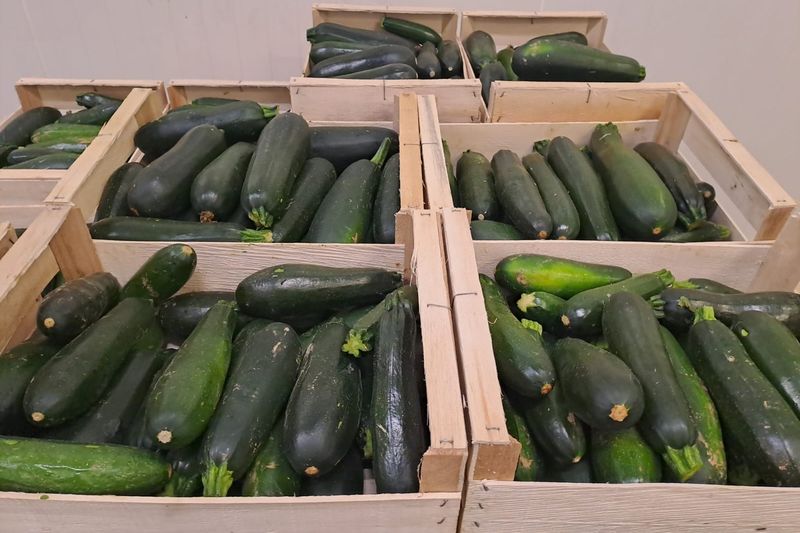 Caisses de courgettes bio fraîches