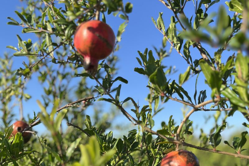 Grenades bio mûrissant sur l'arbre dans les vergers du collectif