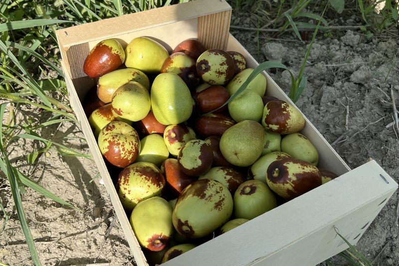 Caisse de jujubes bio posée dans le champ