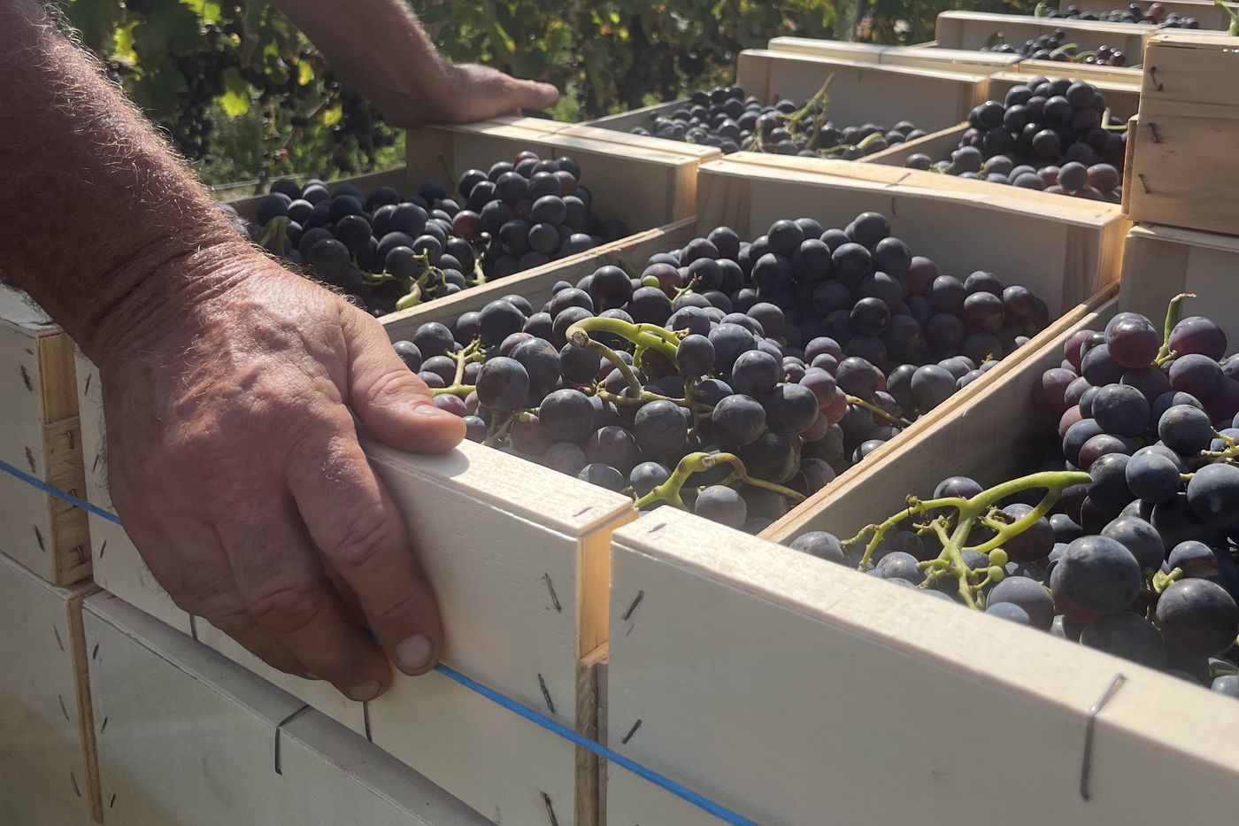 Caisses de raisin bio chargées à la main au départ de la parcelle