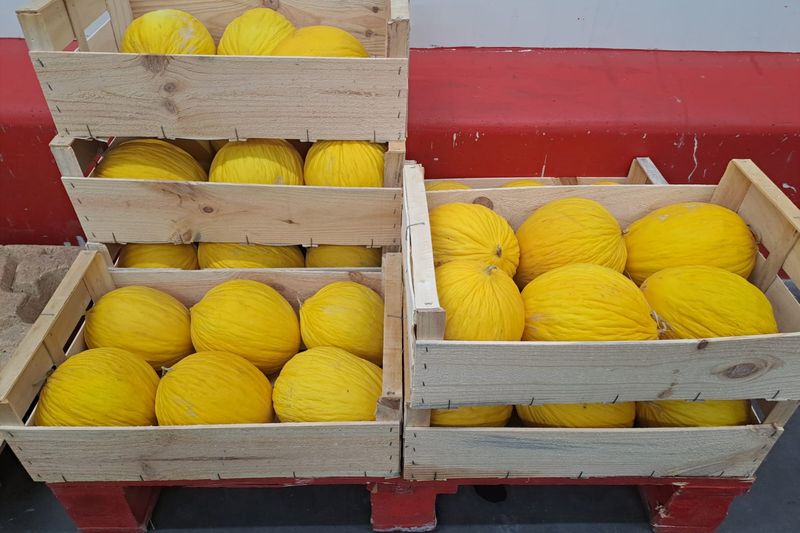 Caisses de melons jaunes bio