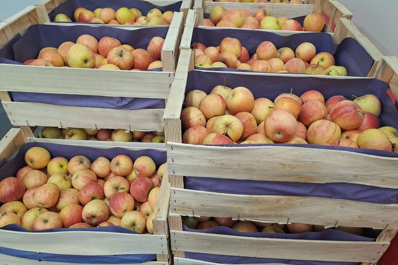 Caisses de pommes bio