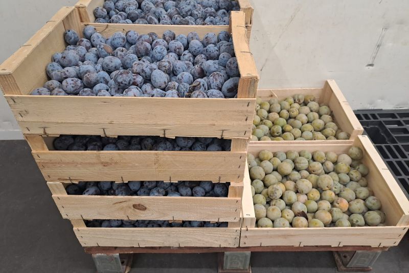 Caisses de prunes bio violettes et de reines-claudes