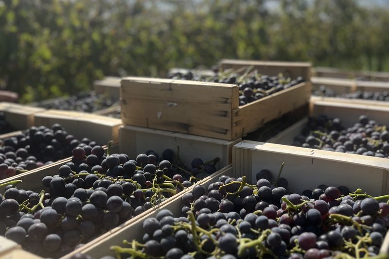 Caisses de raisin noir bio au pied des vignes