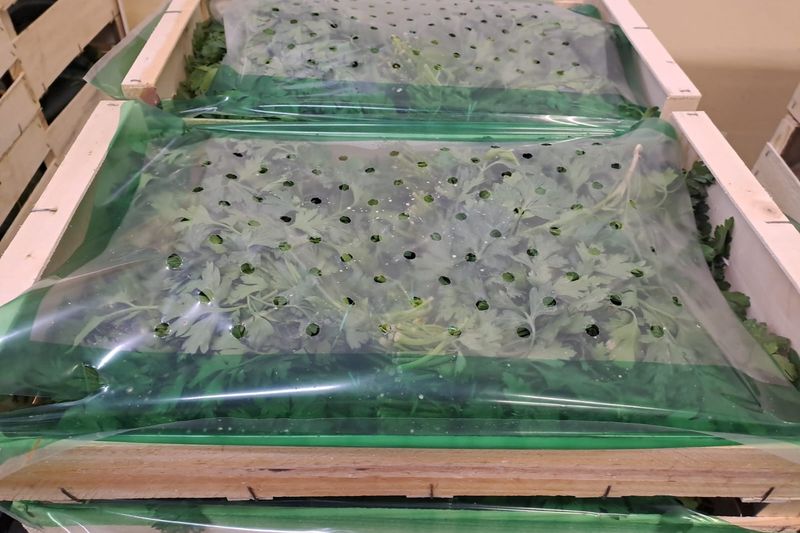 Salades bio en caisse sous film de protection