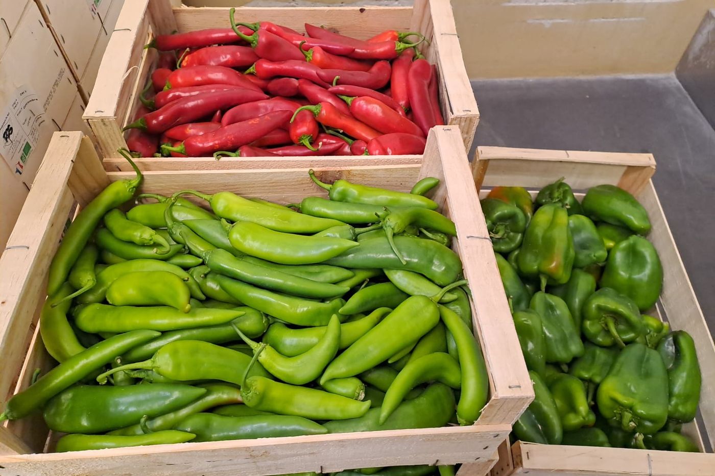 Caisses de poivrons verts et de piments rouges bio